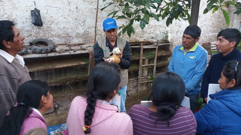 Pasantía formativa “Manejo productivo de cuyes en la agricultura familiar” – distrito de Pachacamac